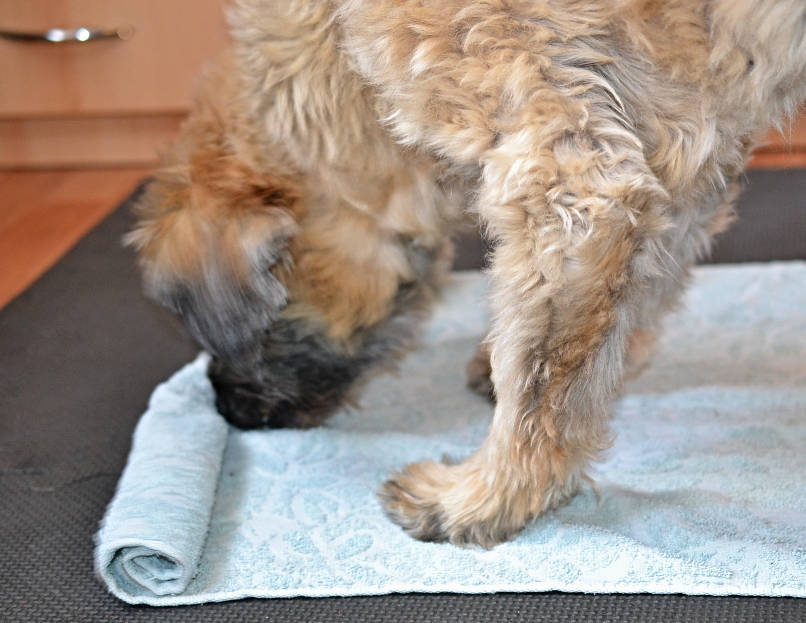 Řešení psího hlavolamu - smotaný ručník - Hersenwerk