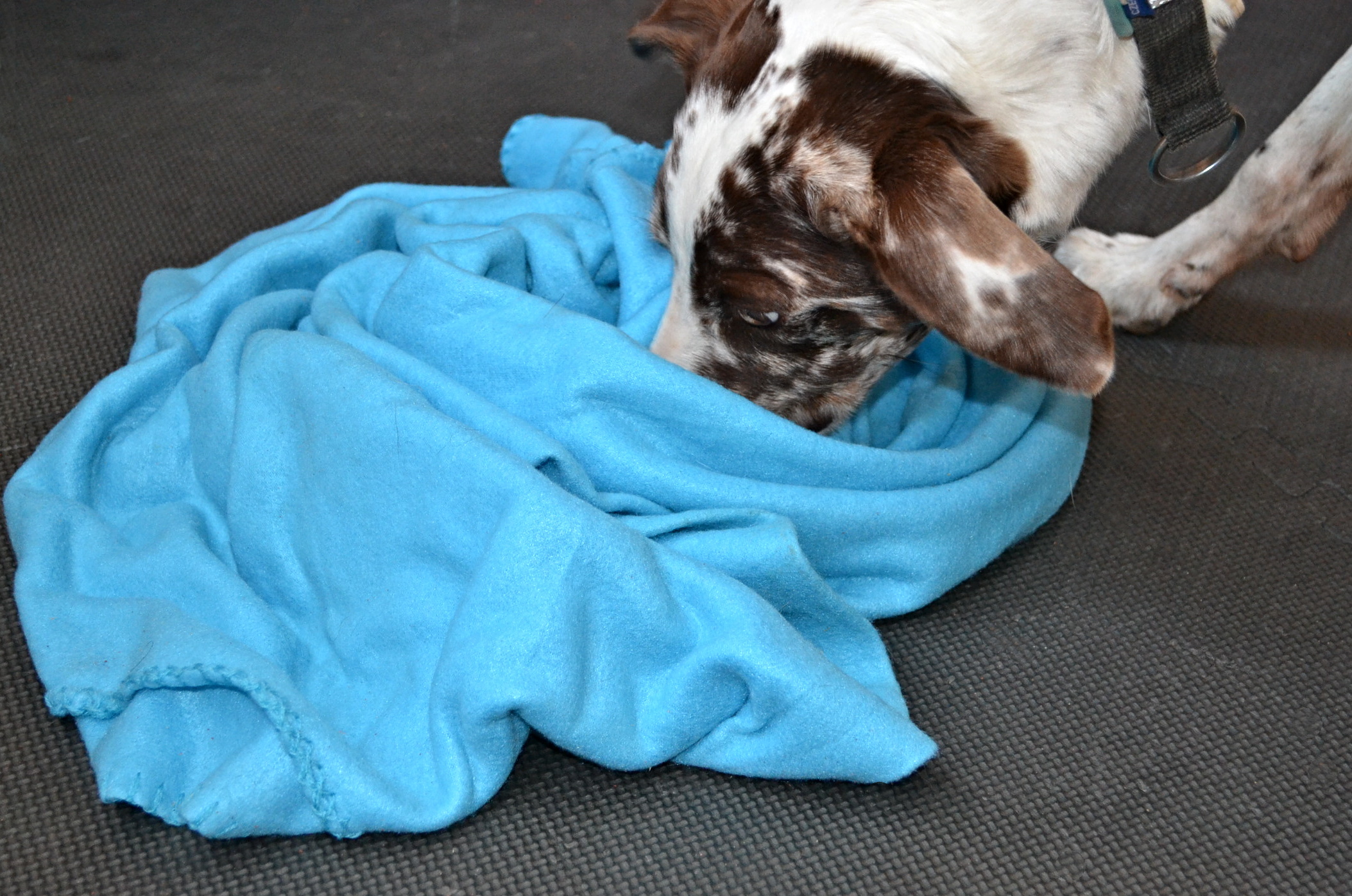 Řešení psího hlavolamu - smotaná deka