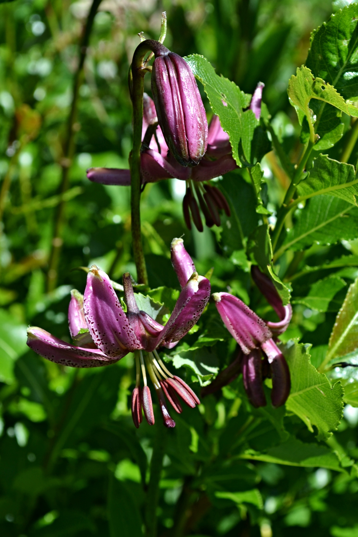 Raxalpe Lilium martagon